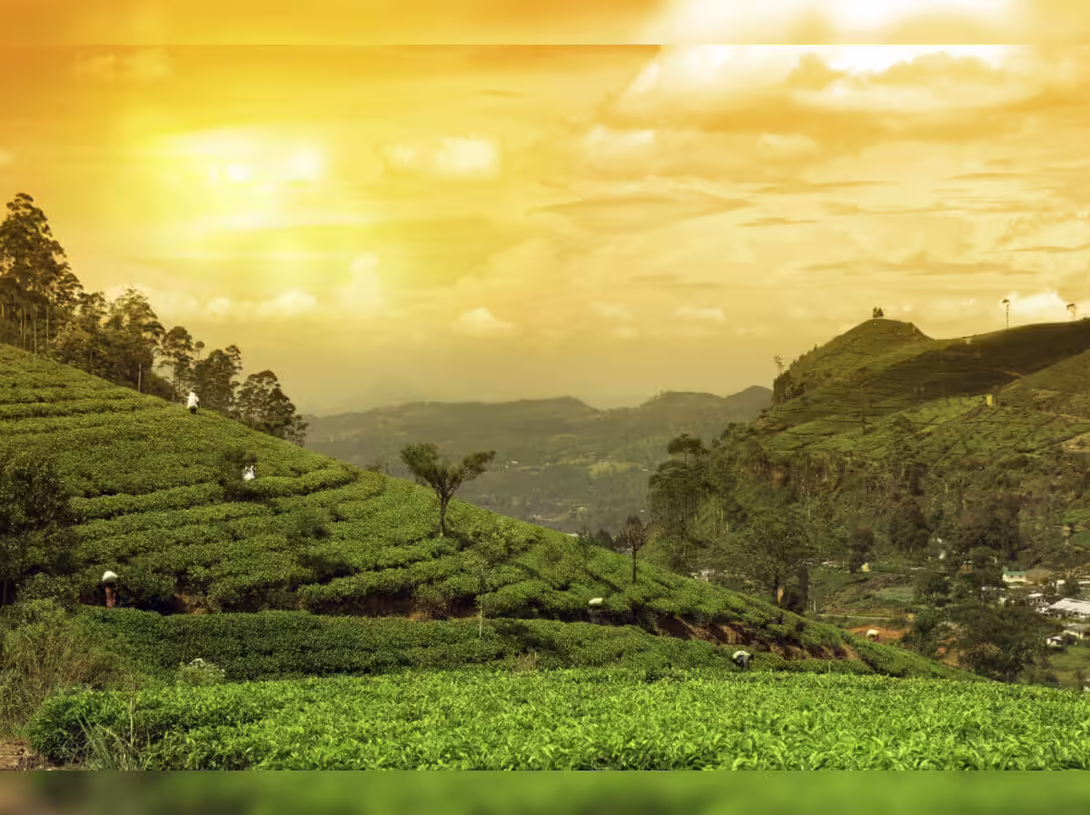 Assam Tea Garden Experience